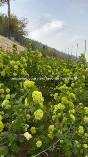 You saw where it starts… 🌿
now wait till you see what we’re preparing just for you 👀

Turn your notifications on… you won’t want to miss this one🤍