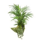 Areca