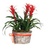 Guzmania Trio