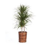 Dracaena
