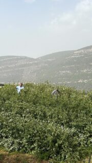 Did you know we grow some of our own flowers in Lebanon? 🌿
Come along as we cut fresh spirea