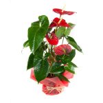 Anthurium
