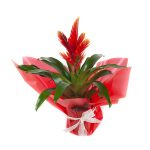 Guzmania