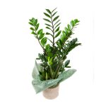 ZZ plant