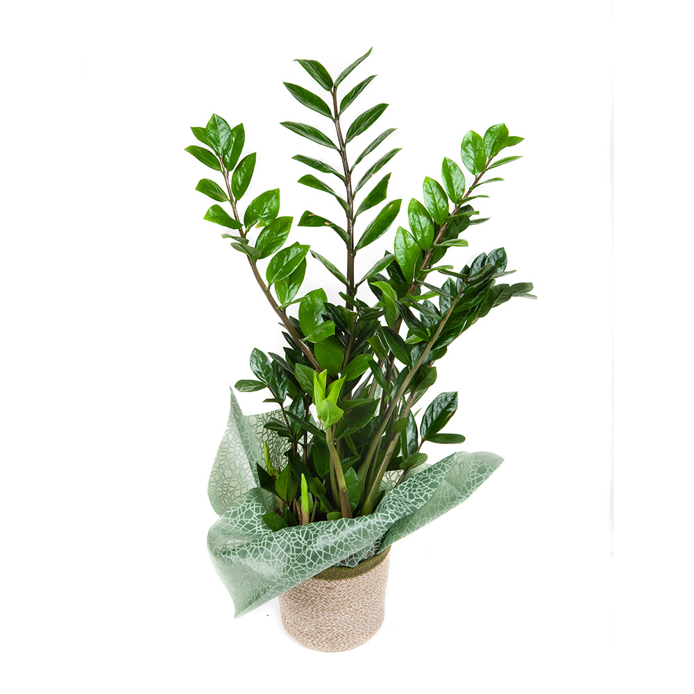 ZZplant-