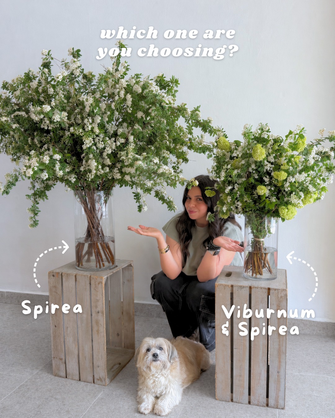 We couldn’t choose… so now it’s your turn 

Which one are you choosing? 👀
Comment your pick 👇🌿

Spirea bouquet — $15
Viburnum & Spirea — $25

Benefit from this limited-time offer before it’s gone