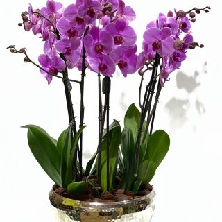 purple orchids lebanon