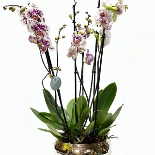 original orchids arrangement in lebanon