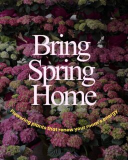 When days feel unsettled, we naturally look for small things that bring comfort and light back into our homes.
Watching a flowering plant grow and bloom indoors creates a quiet sense of reassurance, a reminder that seasons change, energy renews, and life gently continues.

This spring, more people are choosing living blooms not as decoration, but as a daily emotional lift.
A touch of color, a sign of growth, a soft presence that transforms the feeling of a space.

Give your home the bloom it needs today.
Order your flowering plants delivery in Lebanon through our website terrafloralb.me or call 📞 70 50 15 50 🌿