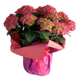 Pink hydrangea plant arrangement wrapped in elegant pink packaging, perfect for Mother’s Day gifting.