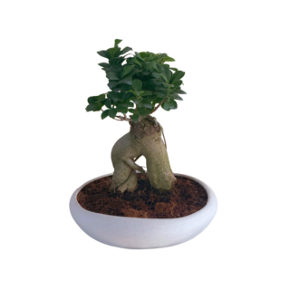 Elegant indoor bonsai plant in a modern white pot, styled as a premium decorative green plant gift.
