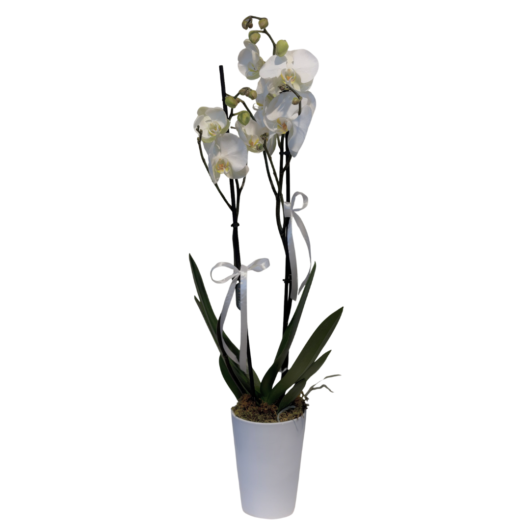 Pure White Orchid Elegance